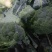 张家口精品西兰花耐寒优秀西蓝花产地直发一手货源