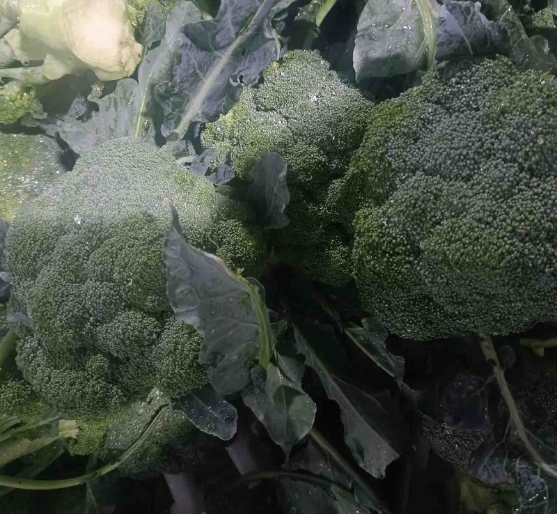 张家口精品西兰花耐寒优秀西蓝花产地直发一手货源