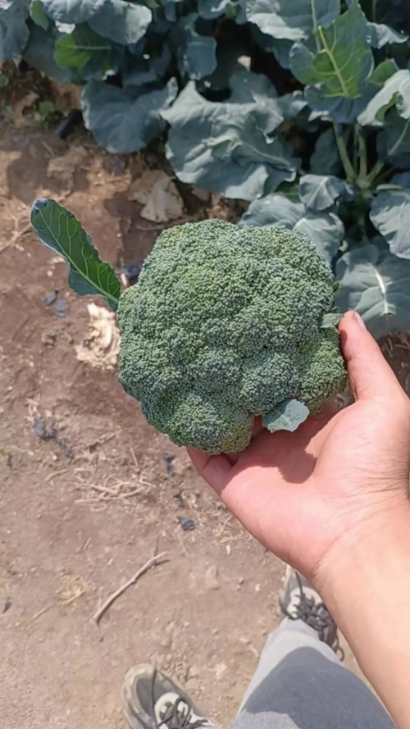 张家口精品西兰花耐寒优秀西蓝花产地直发一手货源