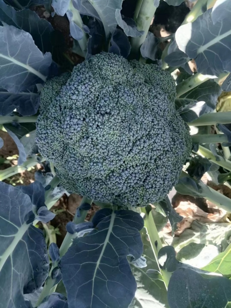 花菜/西兰花/河北西兰花/产地直供品质保大量上市