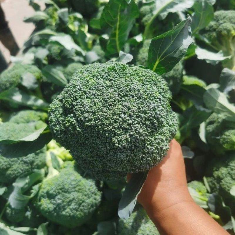 新鲜西兰花大量供应河北西兰花可视频看货欢迎来电采