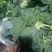 新鲜西兰花大量供应河北西兰花可视频看货欢迎来电采