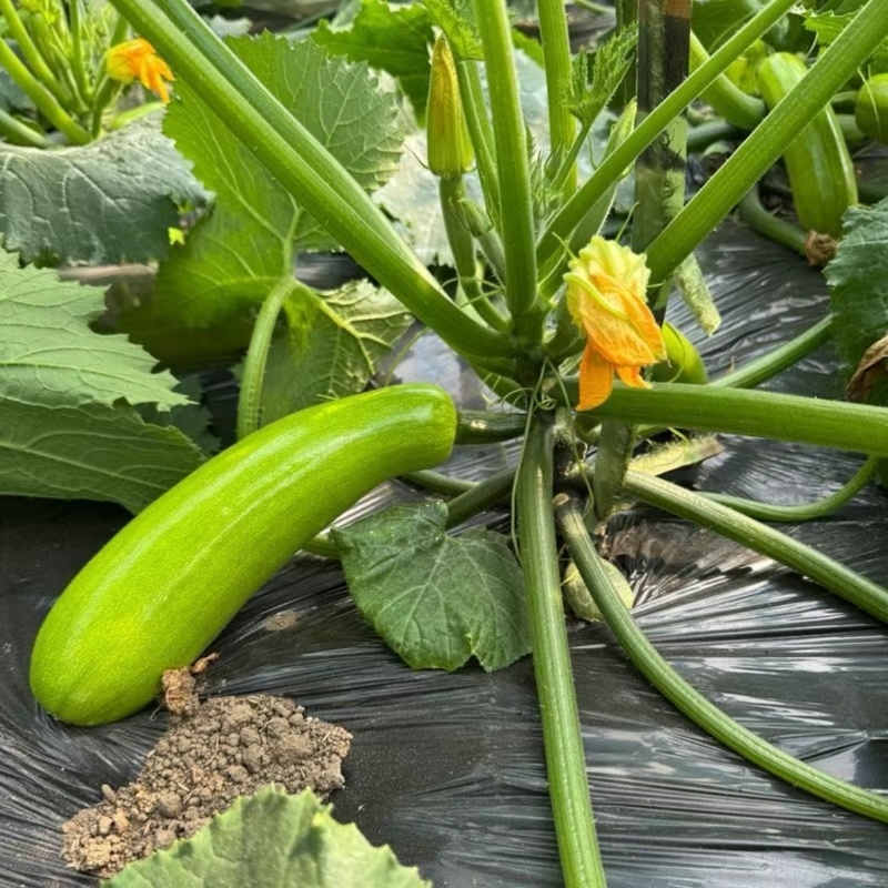 精品西葫芦一手货源地头发货现摘现发欢迎各大客商联系