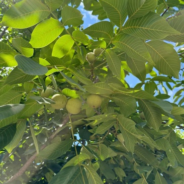 大山里的老树核桃