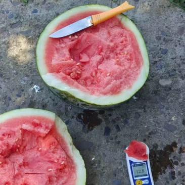 沙田几十年成熟种植技术黑皮无籽西瓜