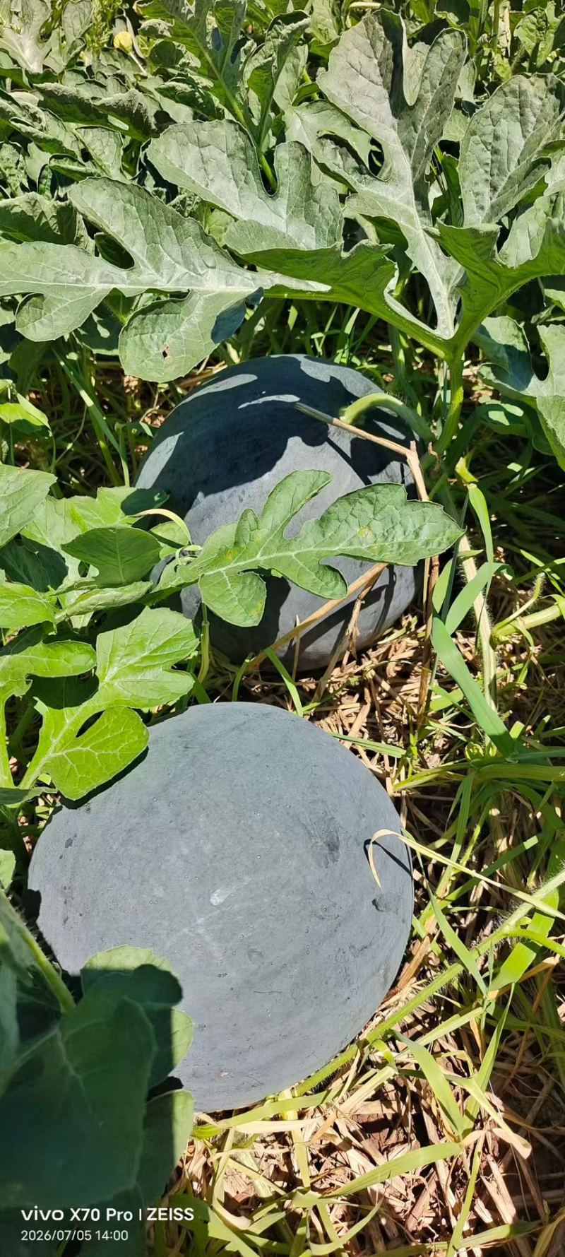 沙田几十年成熟种植技术黑皮无籽西瓜