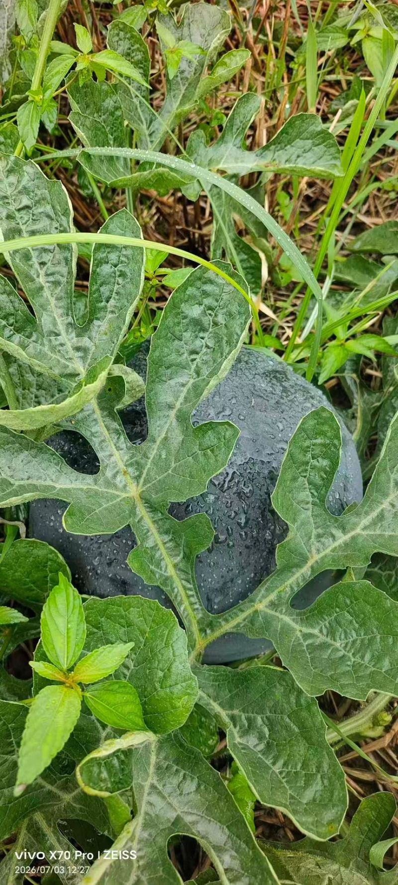 沙田几十年成熟种植技术黑皮无籽西瓜