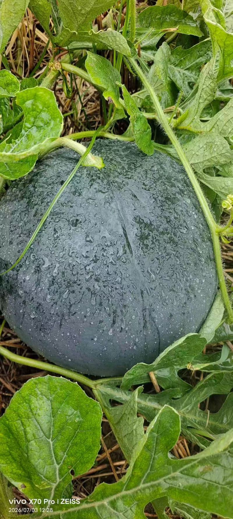 沙田几十年成熟种植技术黑皮无籽西瓜