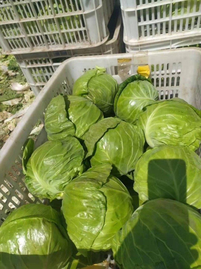 张家口甘蓝一手货源产地直销诚信经营一条龙服务