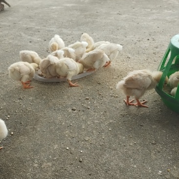 育成30天小鸡