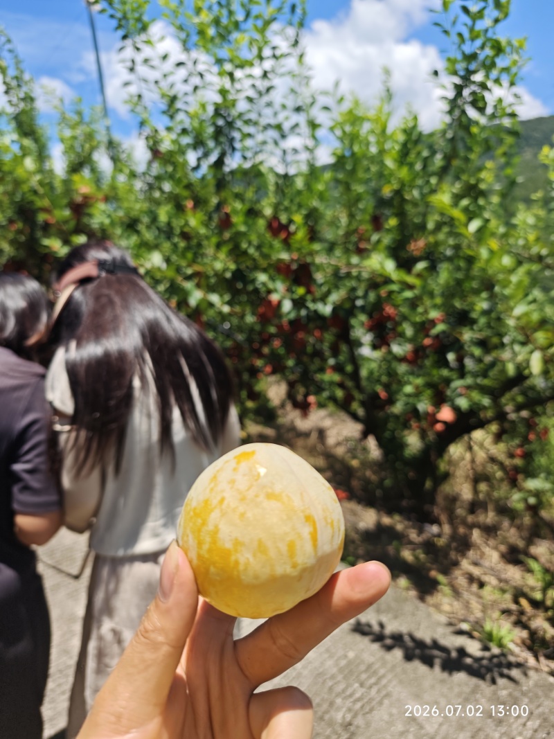 湖南黄金奈李恐龙蛋，承接代各大电商平台一件代发，市场档口