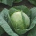 【热卖】精品圆包菜甘蓝百亩基地新鲜供应对接商超档口
