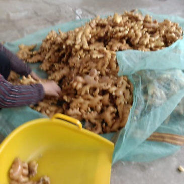 大黄姜白姜新姜