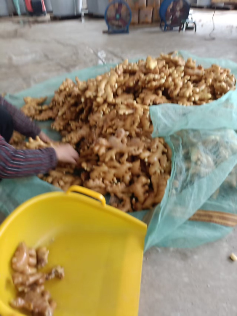 大黄姜白姜新姜