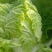 【黄心大白菜】张家口白菜黄心白菜基地出货量大货美