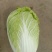 【黄心大白菜】张家口白菜黄心白菜基地出货量大货美