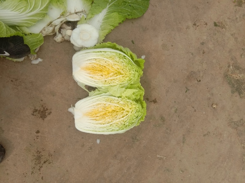 【黄心大白菜】张家口白菜黄心白菜基地出货量大货美