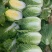 【黄心大白菜】张家口白菜黄心白菜基地出货量大货美