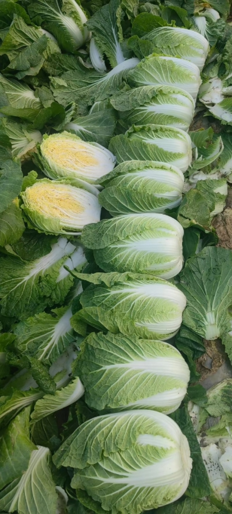 【黄心大白菜】张家口白菜黄心白菜基地出货量大货美