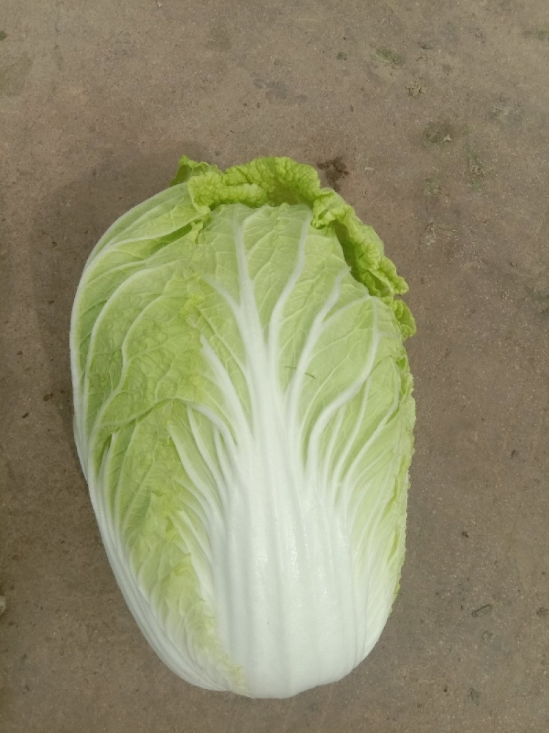 精品优质黄心白菜，新鲜上市，基地直供，来电洽谈