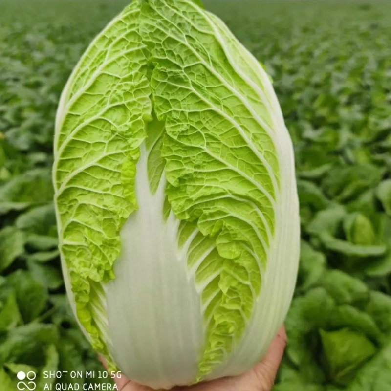 精品白菜黄心白菜对接电商市场商超一手货源可视频