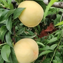 蒙八套袋白桃