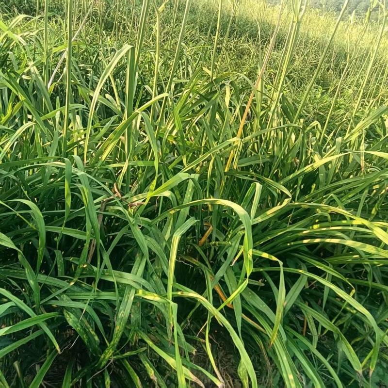 第二年黄花菜苗出售