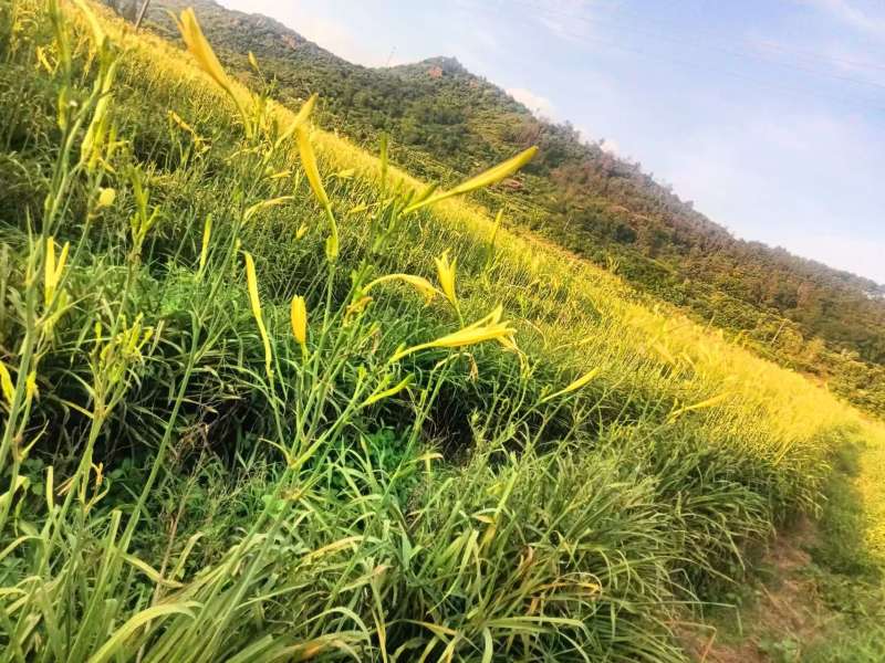 第二年黄花菜苗出售