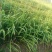 第二年黄花菜苗出售