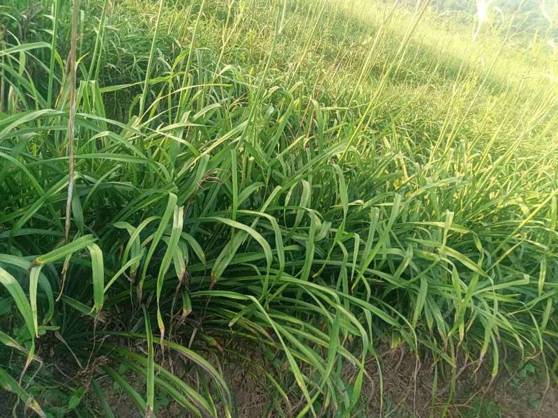 第二年黄花菜苗出售