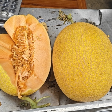 新疆金色年华哈密瓜