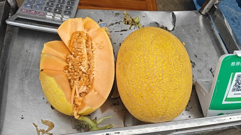 新疆金色年华哈密瓜
