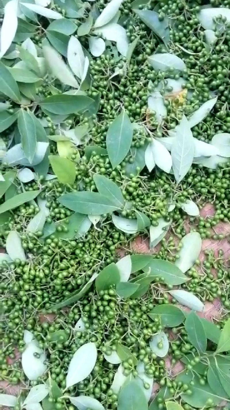 木姜子鲜货