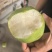 砀山青梨可对接电商，支持一件代发，品质至上