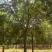 朴树15公分18公分19公分20公分25公分30公分