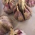 红根蒜苗催芽蒜种保证质量全国发货