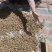 2026年新茶玫瑰花茶通货
