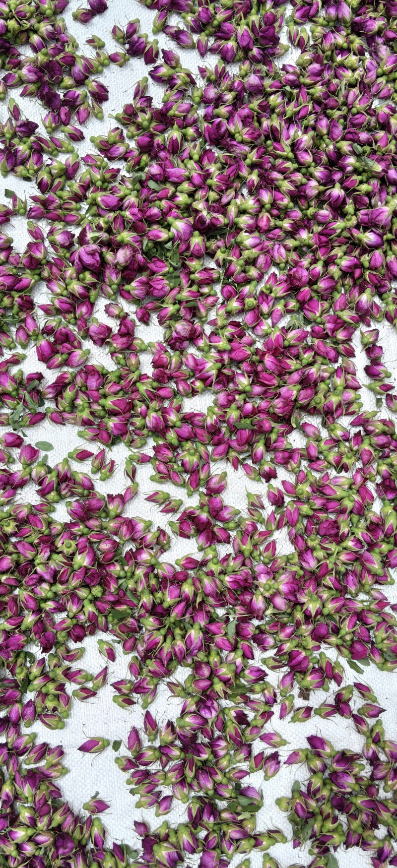 2026年新茶玫瑰花茶通货