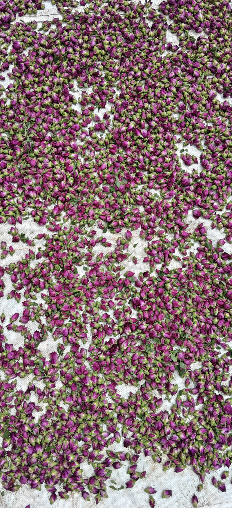 2026年新茶玫瑰花茶通货