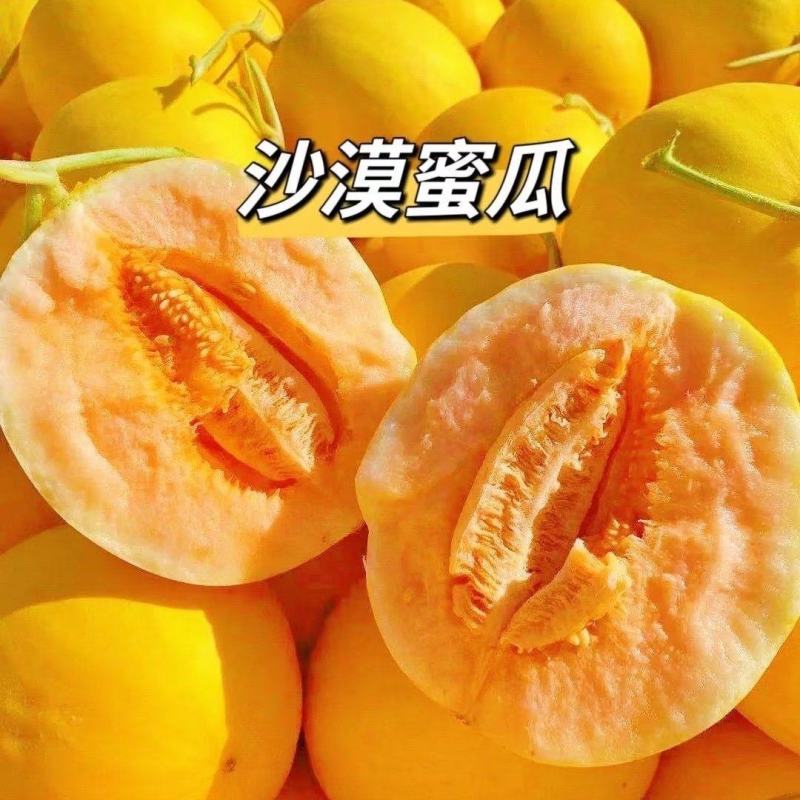 民勤蜜瓜甘肃哈密瓜，大量现货供应，脆甜多汁，量大从优