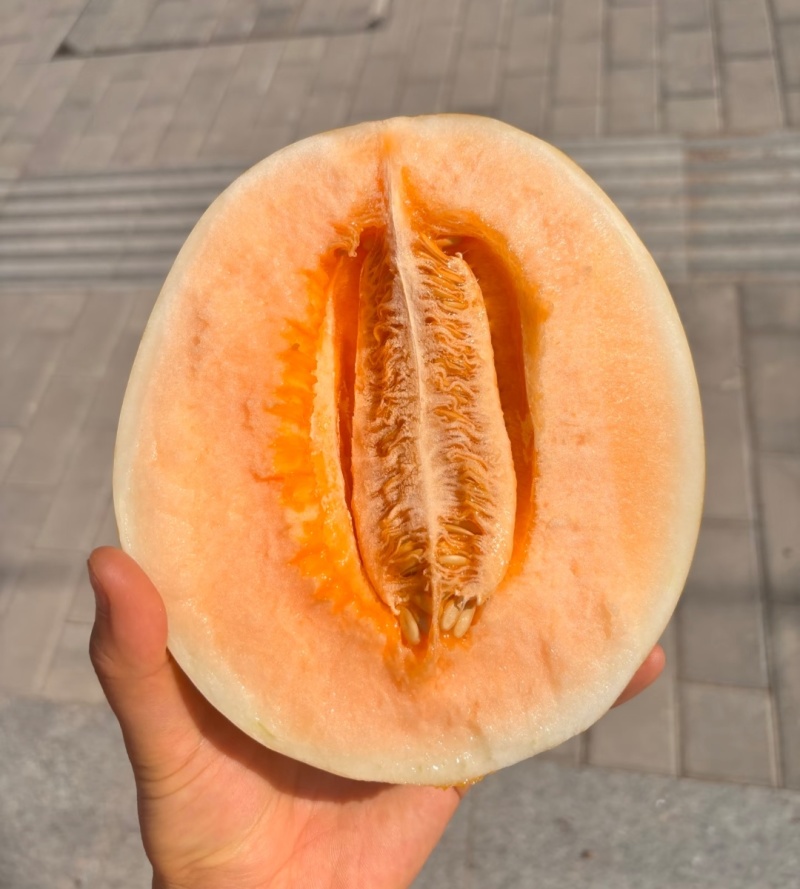 民勤蜜瓜甘肃哈密瓜，大量现货供应，脆甜多汁，量大从优