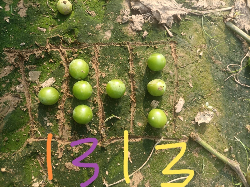 阳光玫瑰葡萄