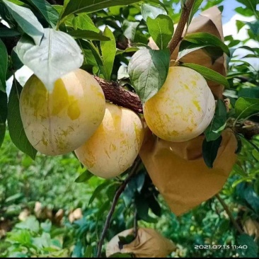 黄金奈李，翡翠奈李