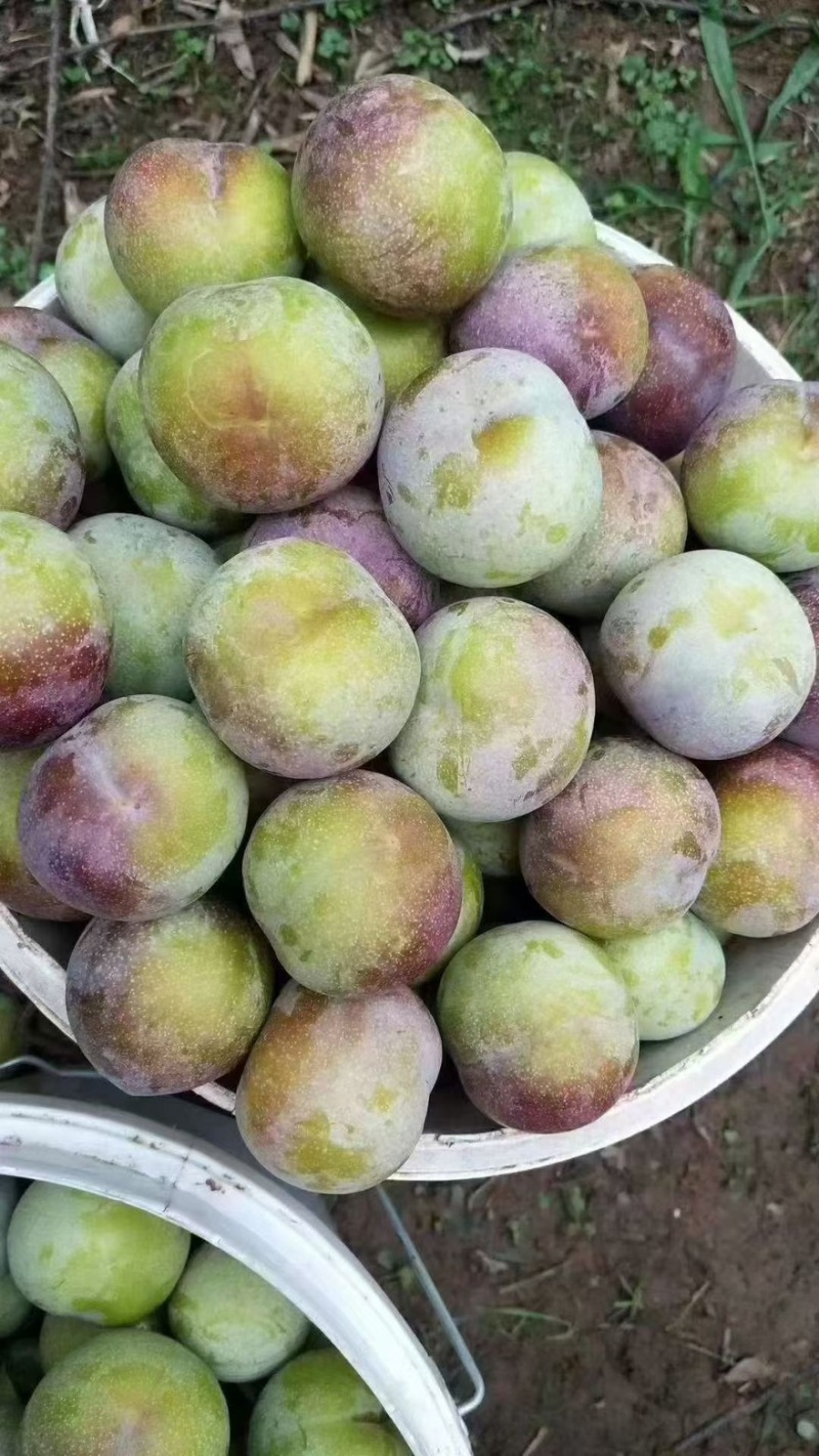 半边红李子（基地量很大）