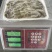 沙虫，冻板沙虫，托盘沙虫，去脏沙虫，沙虫干