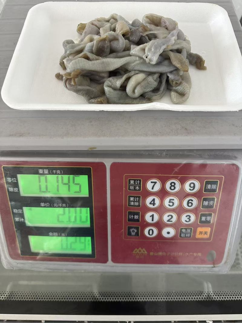 沙虫，冻板沙虫，托盘沙虫，去脏沙虫，沙虫干