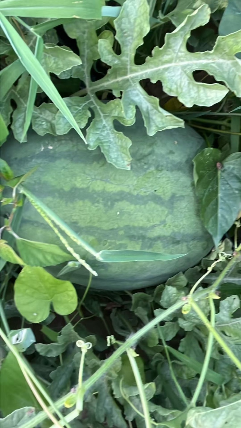 龙卷风西瓜