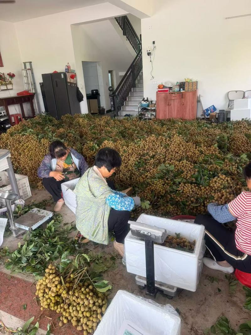 广东茂名石硖龙眼20mm以上统货清甜爽脆产地直发