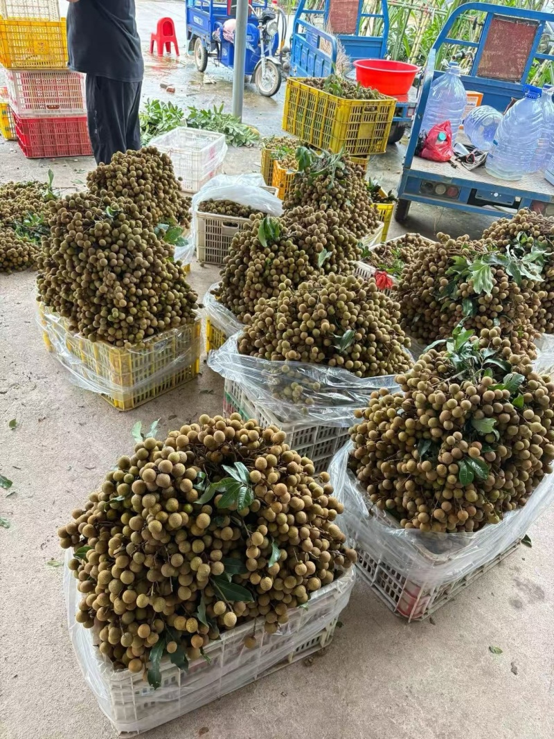 广东茂名石硖龙眼20mm以上统货清甜爽脆产地直发