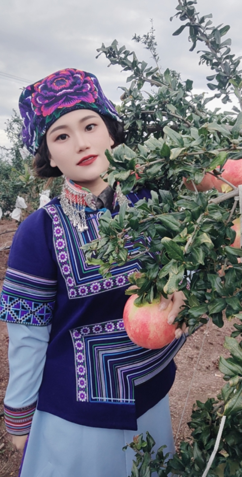 会理突尼斯软籽石榴产地直发